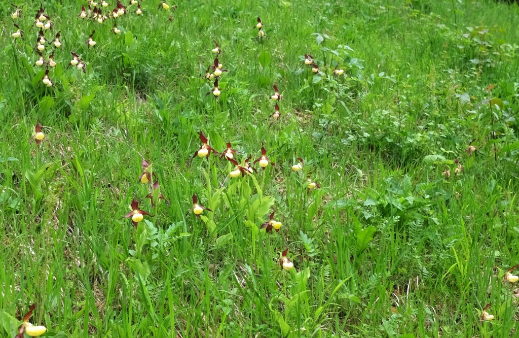 Wo Frauenschuhe reizen